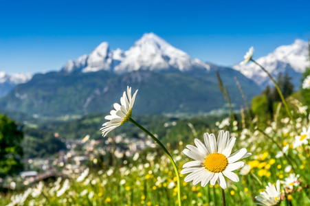 与美丽的花朵和 Watzmann 在春天，巴伐利亚，德国巴伐利亚阿尔卑斯山