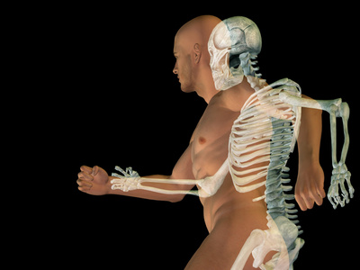 人类或男性解剖与骨骼