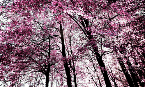 粉红色的森林