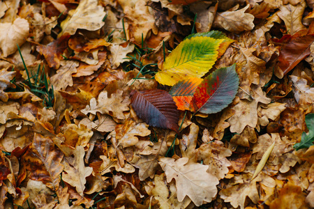 背景上的几片大叶子与秋天最近五颜六色的叶子