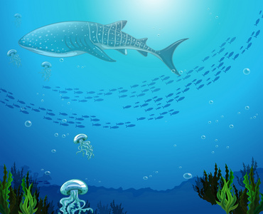 Whaleshark 在海洋下游泳