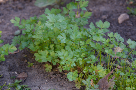 在花园里种植的欧芹