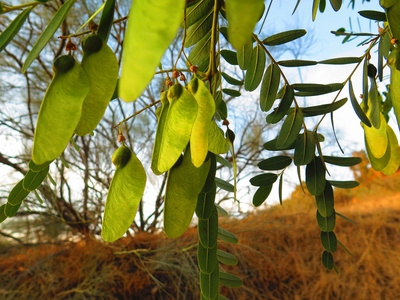 南美洲的蒂普树TipuanaTipu。