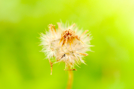 田野里的草花