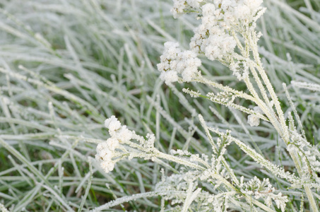 霜冻下的植物