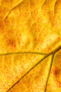 金色的秋天叶子的宏