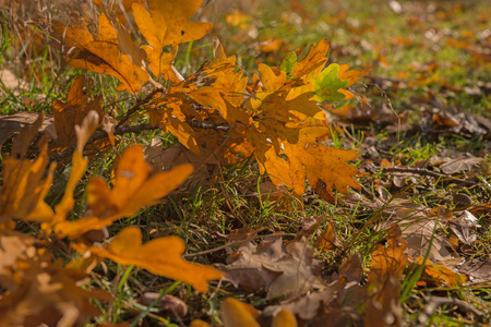 地面上覆盖着落叶的近景
