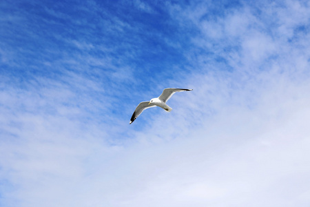 地中海白色海鸥