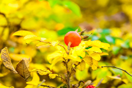 Cankerberry 布什的树枝上