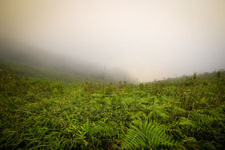 晨雾在雨林