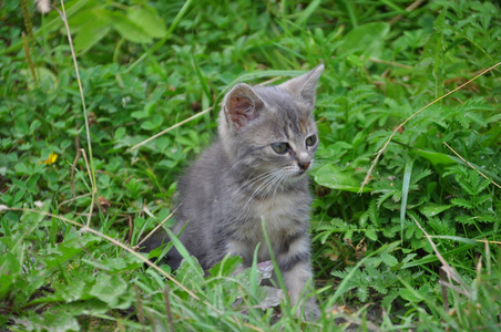 绿草背景上的小猫