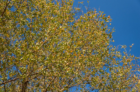干燥的秋天黄叶在树上