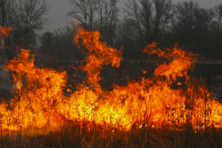 森林火灾。在前景中夜森林的大火。存款保险计划