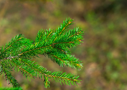 新鲜绿色 fir 分支