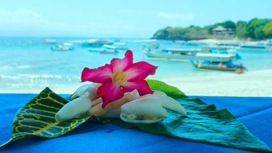 海滩上的贝壳和鲜花拼贴图片