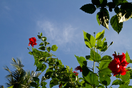 一棵树上的红色兰花