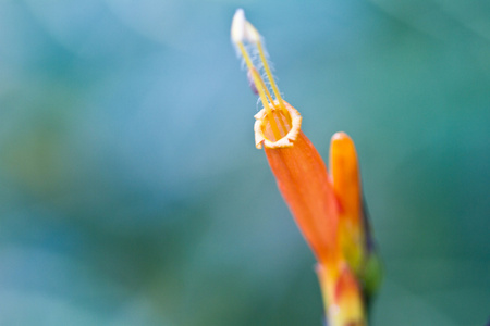 不寻常的橙花