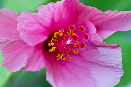 粉红色的花，一棵树上