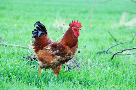 在传统的自由范围家禽农场的公鸡