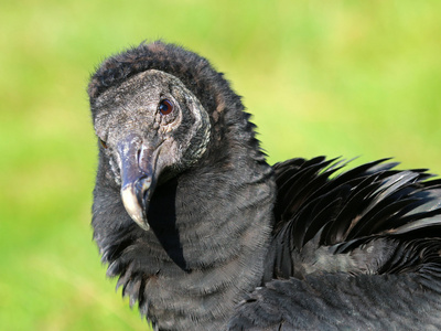 黑美洲鹫鸟