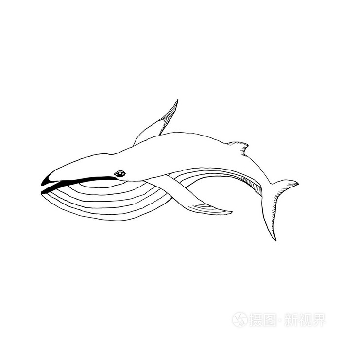 用素描的方式画一条鲸鱼来设计卡片