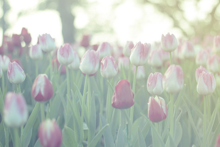 红色和粉色郁金香盛开在春天的花园与太阳耀斑背景，早晨的阳光，绿调子