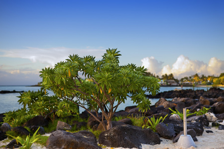 黑石头和树附近的大海。毛里求斯