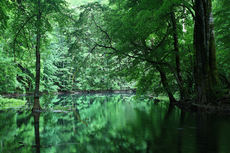 夏季森林景观