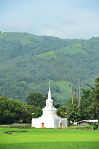 稻田与山背景