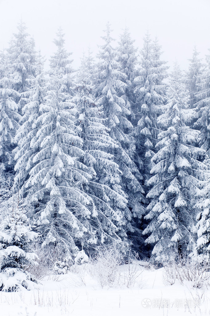 冬季景观与雪杉树