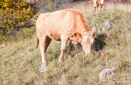 在他的牧场里高的阿尔卑斯山的高山牛