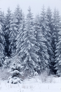 冬季景观与雪杉树