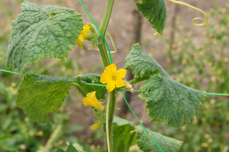 与花结束卷须黄瓜植株