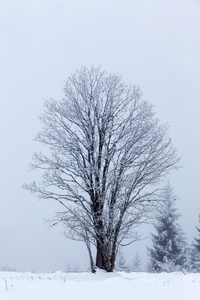 冬季景观与雪杉树