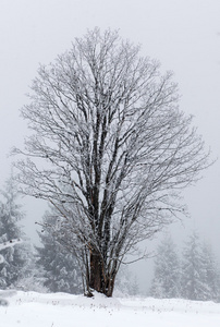 冬季景观与雪杉树