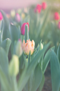 模糊美丽的郁金香盛开在春天的花园与模糊背景，垂直