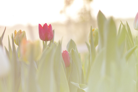 模糊美丽的郁金香盛开在春天的花园与模糊背景