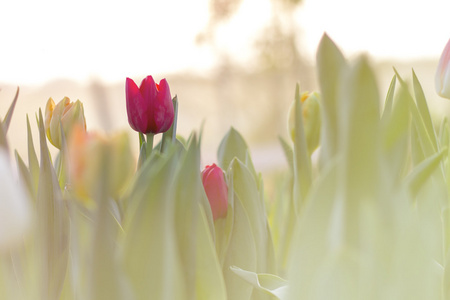 红色郁金香盛开在春天的花园与太阳爆发的背景下，早晨的阳光