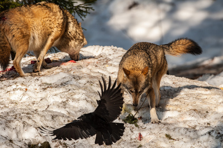 狼吃和在雪地上打猎