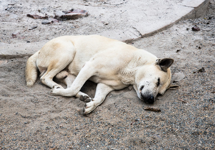 无家可归的泰国狗睡在灰在冬天