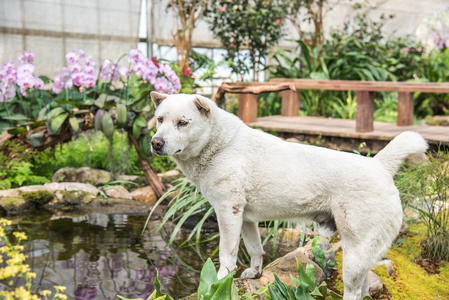 花卉园的泰国流浪狗
