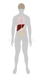 肝脏突出显示在人体轮廓上