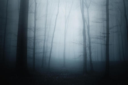 可怕森林里的蓝雾