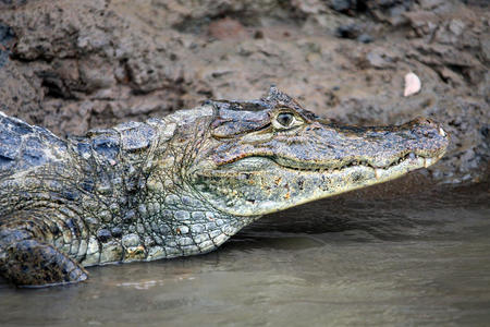 哥斯达黎加的开曼群岛。鳄鱼的头短吻鳄