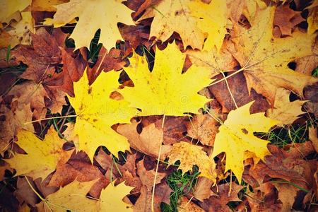 秋天公园的地面上挂着秋叶。橙色地毯上的大叶子
