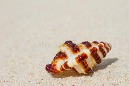 沙滩贝壳