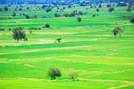泰国农村稻田俯视图
