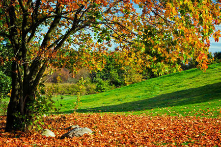 秋天，秋天的风景。彩叶树