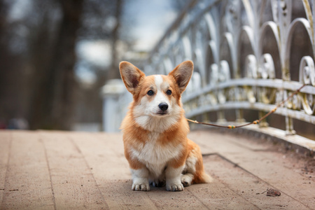 狗的品种威尔士柯基犬图片彭布罗克照片