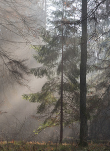 秋天多雾的早晨，在森林里